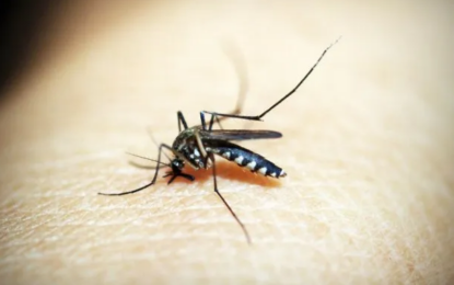 Alerta por dengue en 24 municipios de la provincia de Buenos Aires